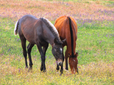 <p>Potros lusitanos. / ETSIA US</p>
