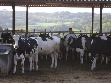 <p>Explotación bovina. / IRTA</p>