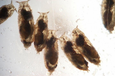 <p>Huevos de <em>Drosophila </em>a punto de eclosionar. / Todd Schlenke</p>