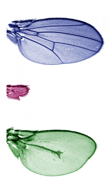 <p>En la parte superior e inferior de la imagen, se aprecia cómo el gradiente del morfógeno Dpp tiene un impacto en la organización de la estructura del ala de Drosophila melanogaster. En el centro, sin el morfógeno Dpp el ala no crece. / Lara Barrio.</p>