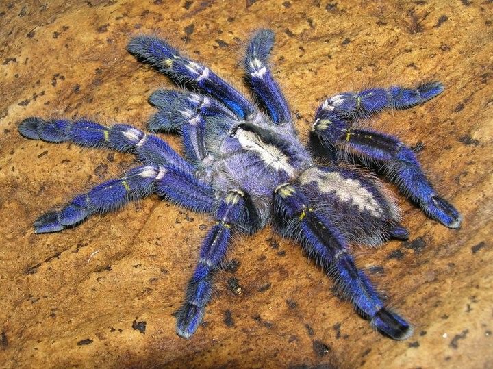 La nanotecnología logra imitar el color de la tarántula azul