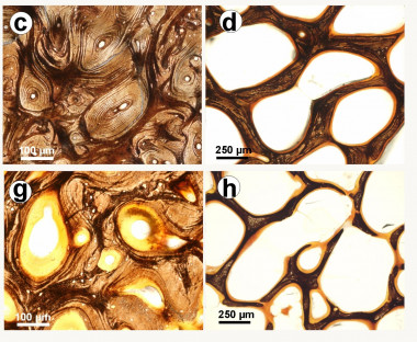 <p>En la parte superior izquierda pared de cuernas de ciervo bien alimentado, a la derecha parte esponjosa o trabecular de la misma cuerna. En la parte inferior cuernas cinco veces más porosas de ciervos peor alimentados (pared a la izquierda y parte trabecular a la derecha). Foto: UCLM.</p>