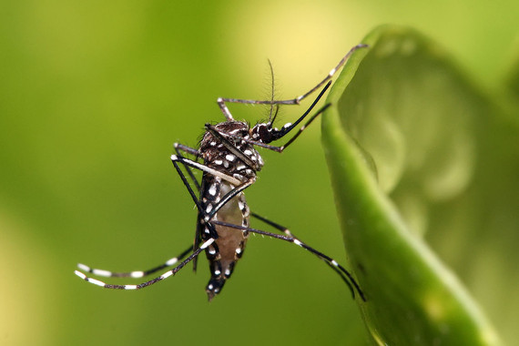 <p><em>Aedes aegypti, </em>el mosquito portador del virus. <em>/ </em>Wikimedia</p>