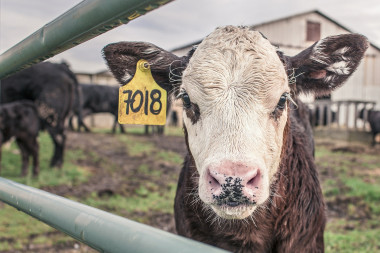 <p>Las vacas producen una gran cantidad de metano, un potente gas de efecto invernadero, al digerir sus alimentos. / Pixabay</p>