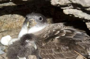 <p>Un brote infeccioso en una colonia de aves oceánicas como la pardela cenicienta podría tener efectos devastadores. / Raül Ramos (UB-IRBio)</p>