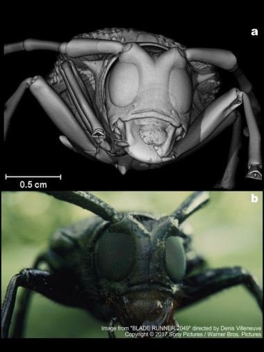 <p>Reconstrucción volumétrica mediante micro-CT (arriba), y el resultado final del trabajo de efectos visuales realizado por la compañía BUF (abajo). / Javier Alba-Tercedor</p>
