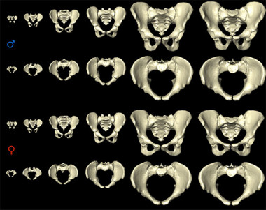 <p>Desarrollo de la pelvis humana desde el nacimiento hasta los 80 años. / MorphoLab, University of Zurich</p>