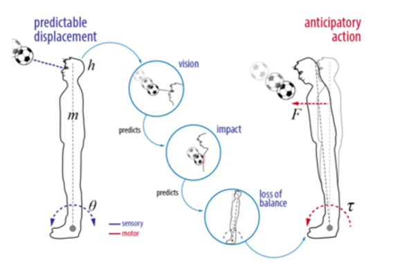 <p>Un modelo teórico plantea la hipótesis de que los animales controlan sus cuerpos inconscientemente a partir de una simulación interna de lo que el mundo será justo después de que se realicen las acciones motoras / SPECS</p>