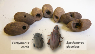 <p>Las dos especies de gorgojo estudiadas y las semillas de palmera que infectan. / Guille Peguero (CREAF)</p>
