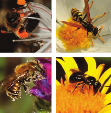 <p>De izquierda a derecha y de arriba a abajo: Apis mellifera, Polistes dominula, Osmia versicolor y Ceratina cucurbinata. / Nick Owens.</p>