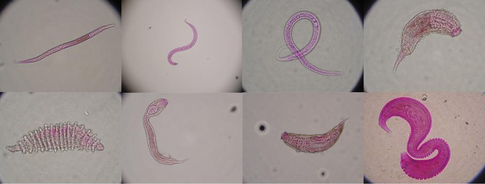 <p>Imagen al microscopio de varios de los organismos que viven en el sedimento del fondo marino. Imágenes: Cristina Gambi / Universidad Politécnica de Marche</p>