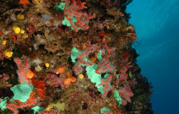 <p>Coral rojo reimplantado en el sustrato rocoso en las Islas Medas. Imagen: Grupo de Investigación Medrecover</p>