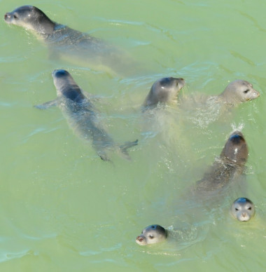 <p>Ejemplares de foca monje en la costa de Cabo Blanco, Mauritania. Imagen: M.A.Cedenilla/Fundación CBD- Hábitat.</p>