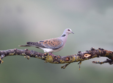 <p>La tórtola europea, ave del año 2015. / SEOBirdLife</p>