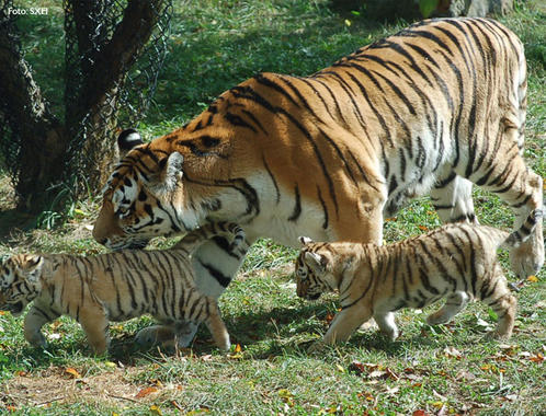 <p>En la actualidad sólo quedan unos 520 ejemplares de tigre siberiano (<em>Panthera tigris altaica</em>). Foto: CSIC.</p>