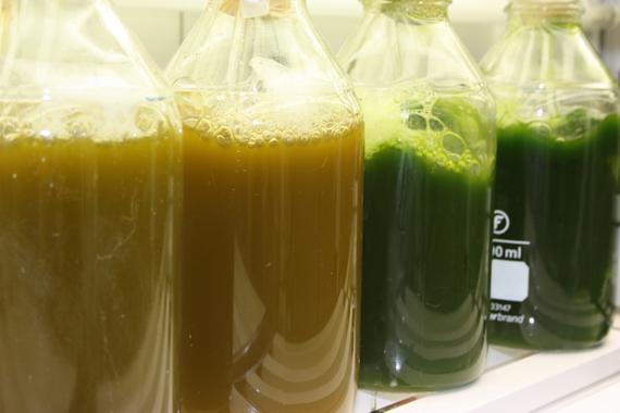 <p>Producción de biodiesel con micromicroalgas. / Neiker-Tecnalia</p>