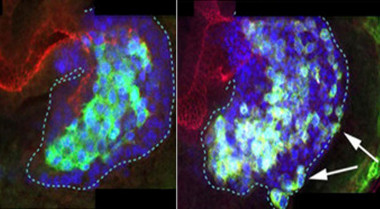 <p>En un embrión de <em>Drosophila</em> en desarrollo (izquierda) E-Cadherina ayuda a mantener las células juntas para facilitarles una migración coordinada. A la derecha, y sin E-Cad, las células desorganizadas. / J Casanova lab</p>