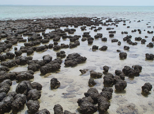<p>Estromatolitos en la Bahía Shark (Australia). / <a href="http://commons.wikimedia.org/wiki/File:Stromatolites_in_Sharkbay.jpg" target="_blank">Wikipedia</a></p>
