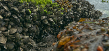 <p>Los científicos han analizado por primera vez la relación entre la radiación solar sobre el ciclo de asentamiento larvario de los mejillones / <a href="https://www.flickr.com/photos/100203305@N05/" title="Ir a la galería de oitaven_Arcade" target="_self">oitaven_Arcade</a></p>