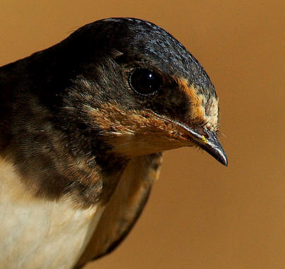 <p>Una de las aves incluidas en el estudio, la golondrina común (<em>Hirundo rustica</em>), con una coloración rojiza en su garganta. I<a href="http://www.agenciasinc.es/esl/imagenes/inicio/(imagen)/79107" target="_self">magen:</a> Rafael Palomo Santana.</p>