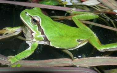 <p>Una ranita de San Antonio, <em>Hyla molleri.</em> / Íñigo Martínez-Solano</p>
