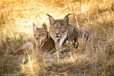 <p>Ejemplares del programa de conservación <em>ex situ </em>del lince ibérico. / Antonio Rivas</p>