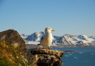 <p>El trabajo se ha centrado en el estudio de veintinueve especies de aves árticas en 36 ubicaciones distintas / Sébastien Descamps</p>