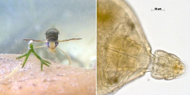 <p>A la izquierda un barquero de agua, a la derecha un detalle del ácaro que lo parasita, <em>Hydrachna skorikowi</em> / MNCN</p>