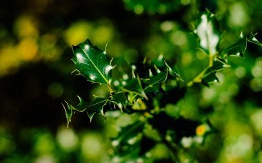 <p>Hojas de encina. / Unsplash</p>