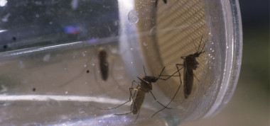 <p>Mosquitos <em>Anopheles</em> en laboratorio. / ISGlobal</p>