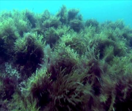 <p>Las praderas submarinas del alga roja <em>Gelidium corneum</em> han experimentando un declive en amplias zonas de la costa vasca. Durante el periodo estival muestran síntomas de estrés (color amarilleado de la fotografía). Imagen: Grupo Bentos Marino / UPV.</p>