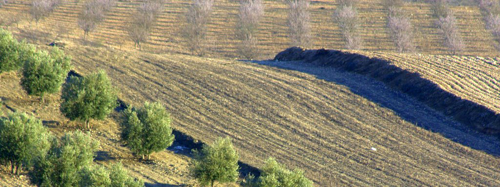 <p>Cultivos de almendro (arriba, en floración) y olivos (abajo en diagonal). / Ramaorli (CC 2.0 BY)</p>
