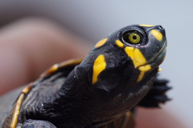 <p>Tortuga charapa (<em>Podocnemis expansa</em>) en la cuenca del Amazonas. / Greta C. Vega</p>