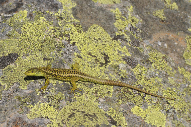 <p>Lagartija carpetana (Iberolacerta cyreni) / Wikipedia</p>