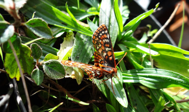 <p>Las mariposas <em>Euphydryas editha </em>se hicieron dependientes de una planta que desapareció con la marcha de los humanos. / Michael Singer.</p>