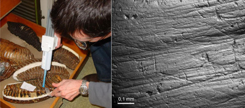 <p>Realización de los moldes en un diente de mamut (izquierda); Imagen del desgaste dental a un aumento de x35 (derecha). <a href="http://www.plataformasinc.es/index.php/esl/imagenes/inicio/(imagen)/28447" target="_self">Foto: Florent Rivals</a>.</p>