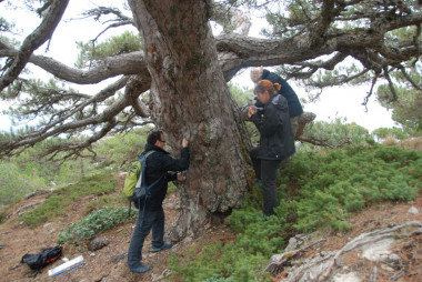 <p>Geógrafos de la Universidad de Zaragoza toman muestras mediante técnicas de dendrocronología para examinar los anillos de crecimiento de los árboles. / Unizar</p>