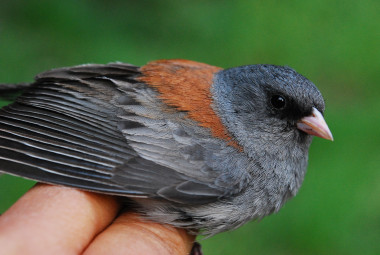 <p><em>Junco hyemalis caniceps</em> de Colorado / Borja Milá</p>