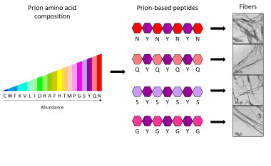 <p>Los investigadores han demostrado que sólo con cuatro tipos de aminoácidos diferentes (N, Q, S o G) y combinados siempre con un mismo quinto tipo (Y), es suficiente para tener el código completo que permite formar fibras priónicas sintéticas. / IBB-UAB </p>