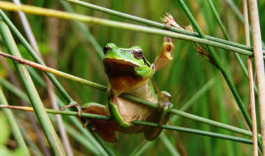 <p>Ranita meridional (<em>Hyla meridionalis)</em>, Grândola (Portugal) / Tiago Jesus.</p>
