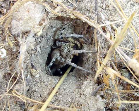 <p>Tarántula (<em>Lycosa tarantula</em>) de Doñana.<a href="http://www.agenciasinc.es/esl/imagenes/inicio/(imagen)/80695" target="_self"> Imagen:</a> Samuel Prieto-Benítez.</p>