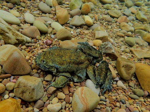 <p>Ejemplar de rana gigante del lago Titicaca, <em>Telmatobius culeus</em>, especie en la que se detectó la enfermedad por primera vez / Ignacio De la Riva</p>