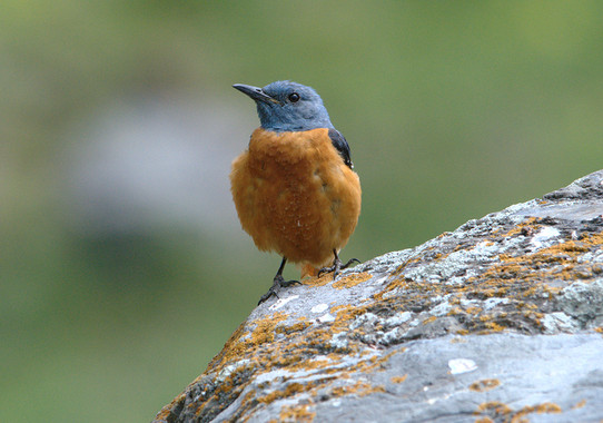 <p><em>Monticola saxatilis / </em>ICO - Fons fotogràfic Àngel Biosca i Farré</p>