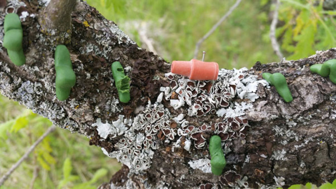 <p>Modelos de plastilina que simulan ser orugas junto a un dispensador de las feromonas que emite la hembra de la polilla de invierno cuando busca pareja. Uno de ellos muestra el ataque de un ave insectívora. / Irene Saavedra Garcés</p>