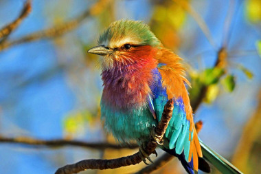 <p>En la foto, una carraca lila (<em>Coracias caudata</em>). A lo largo del tiempo y en todas las culturas, las aves han enviado señales acerca de la salud del medio ambiente./ Anthony Goldman</p>