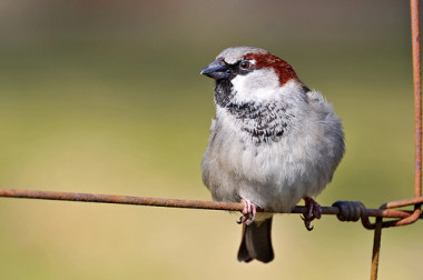 <p>The researchers found that birds such as the black starling and house sparrow advance their singing early hours by the sound. / <a href="/en/www.flickr.comphotostambako2320931723sizesoinphotostream" target="_blank">”Tambako The Jaguar</a>.</p>