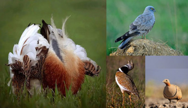 <p class=" text-left">Especies emblemáticas de los campos de cultivos mediterráneos objeto del estudio. De izquierda a derecha y de arriba abajo: avutarda, aguilucho cenizo, sisón y ganga ortega / J. Falagán, A. López y C. Palacín</p>