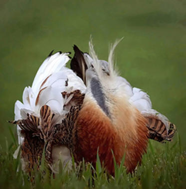 <p>Macho de avutarda común <em>(Otis tarda)</em> haciendo la rueda. Imagen: Carlos Palacín.</p>
