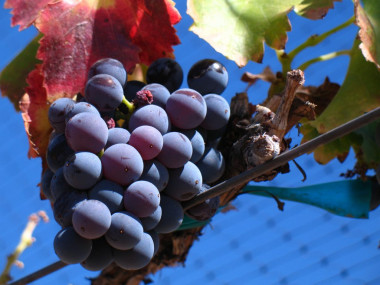 <p>Racimo de garnacha en la viña / Josh McFadden</p>