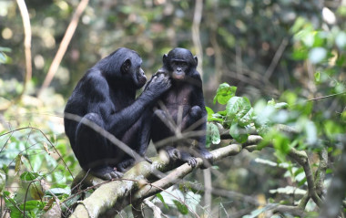 <p>Una madre bonobo acicala a su hijo en la Kokolopori Bonobo Reserve de la República Democrática del Congo. / Martin Surbeck</p>